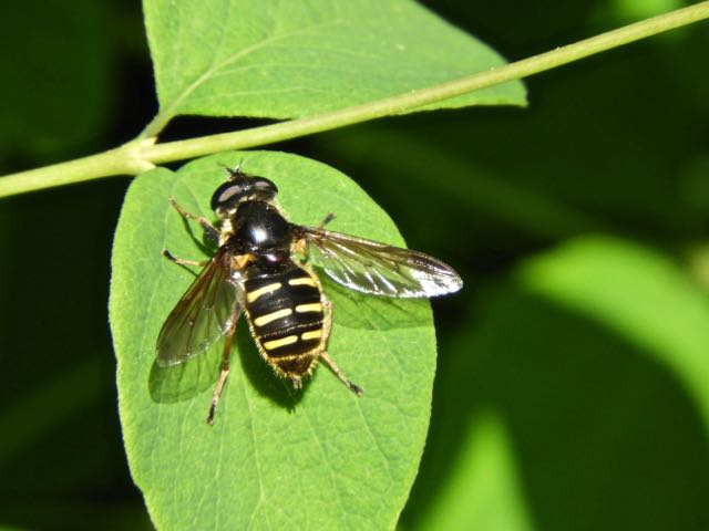 Syrphid fly