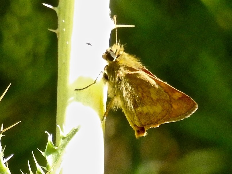Woodland skipper