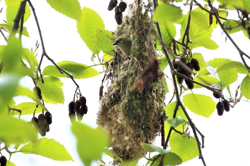 bushtit nest