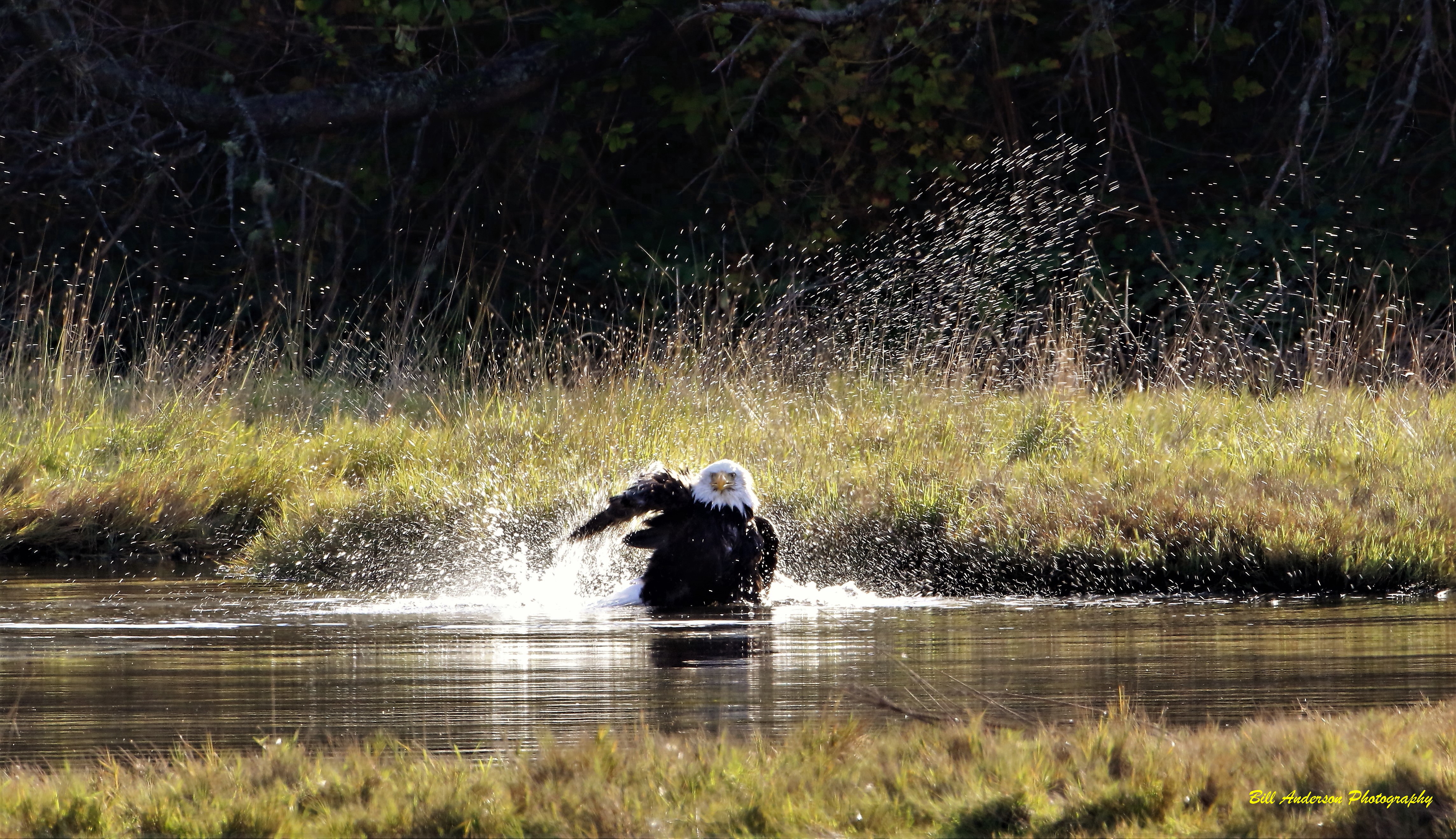 eagle bath