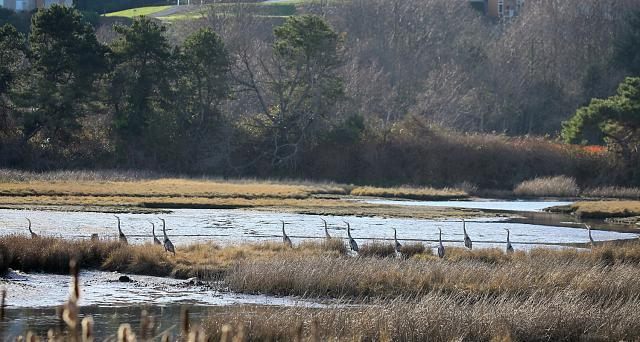 Heron alarm