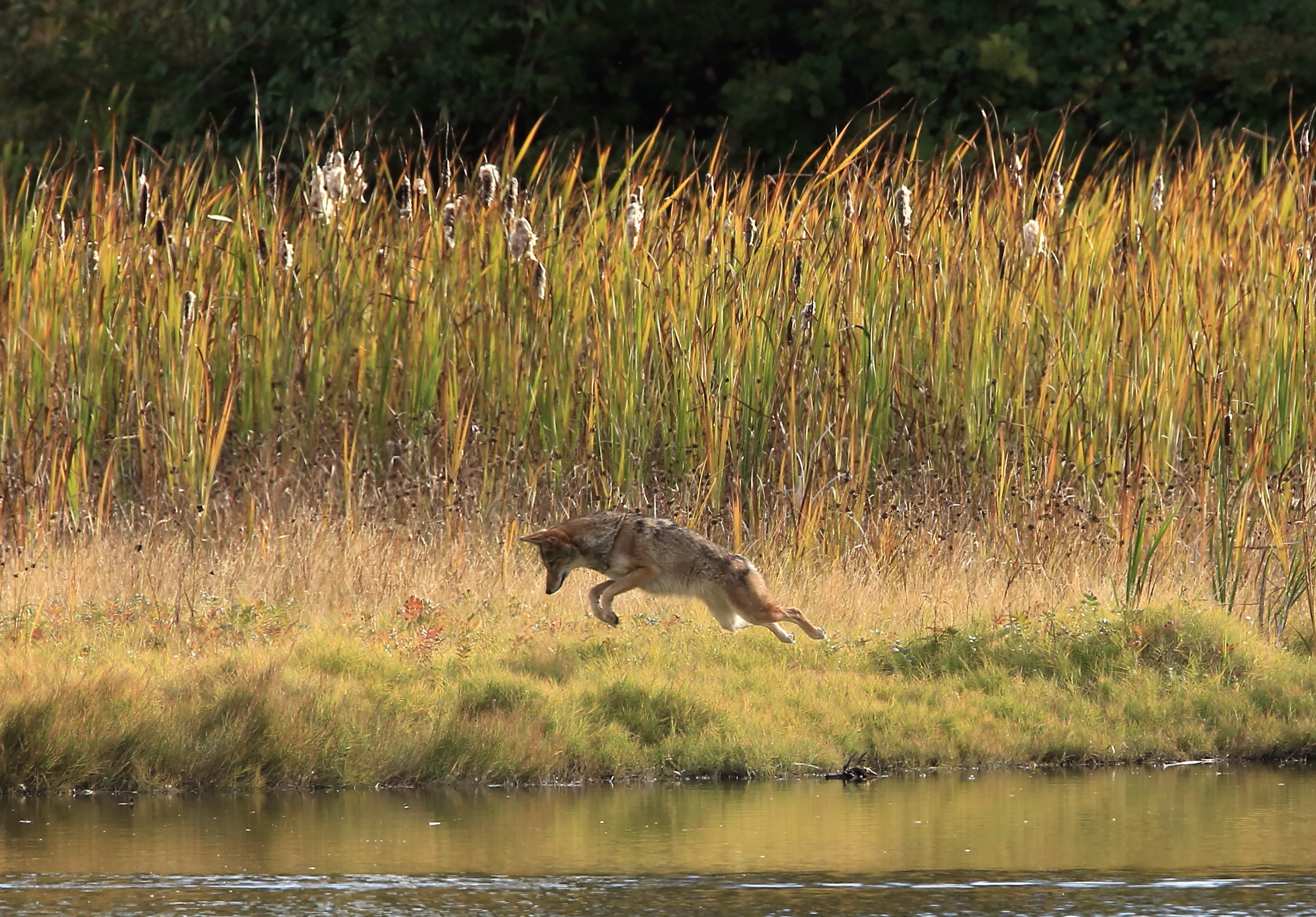 pouncing coyote