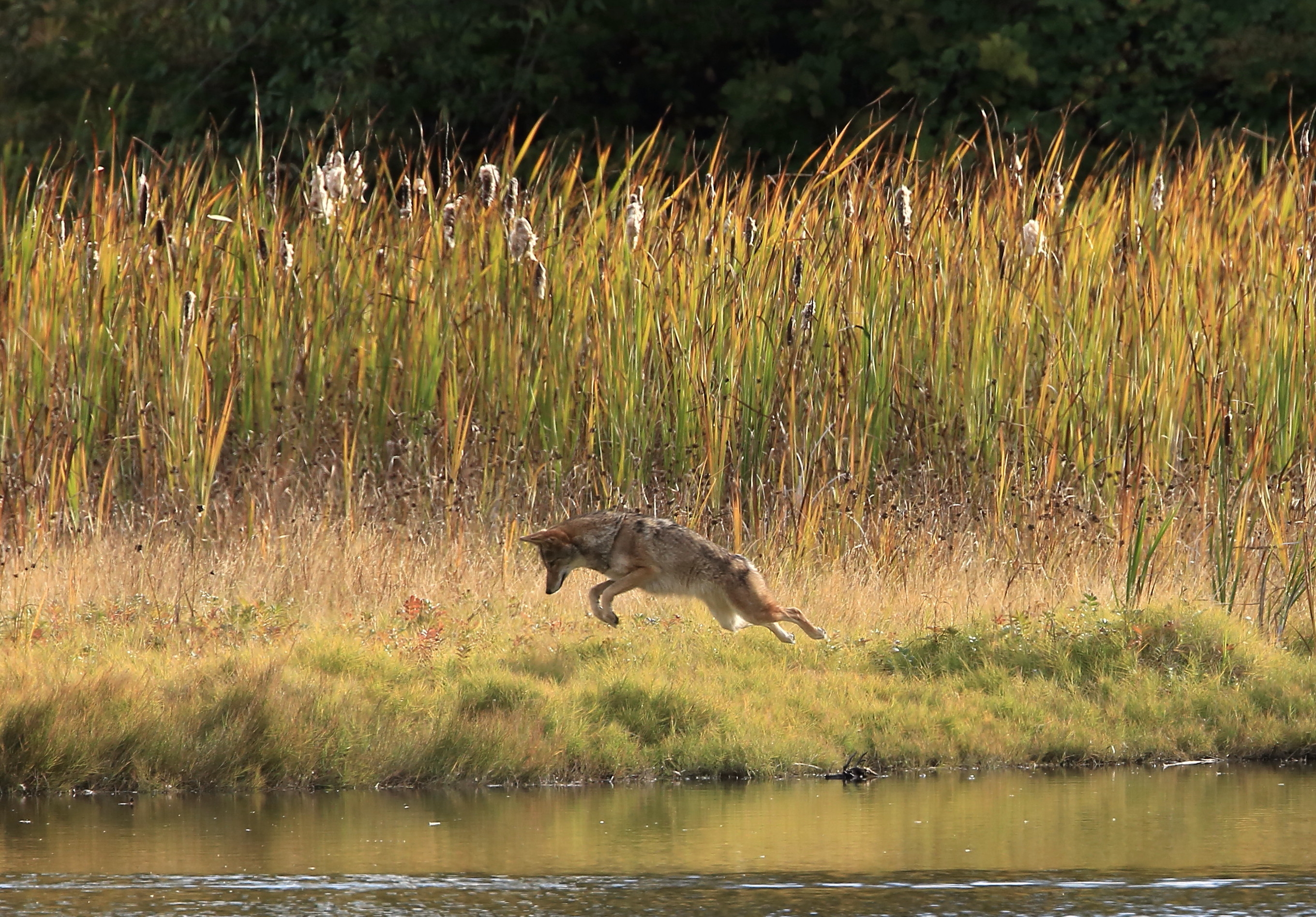 pouncing coyote