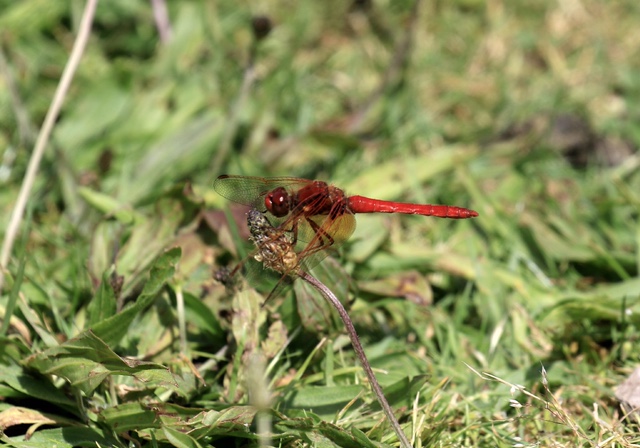 marsh dragonfly