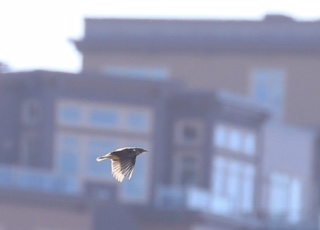 meadowlark