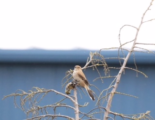northern shrike