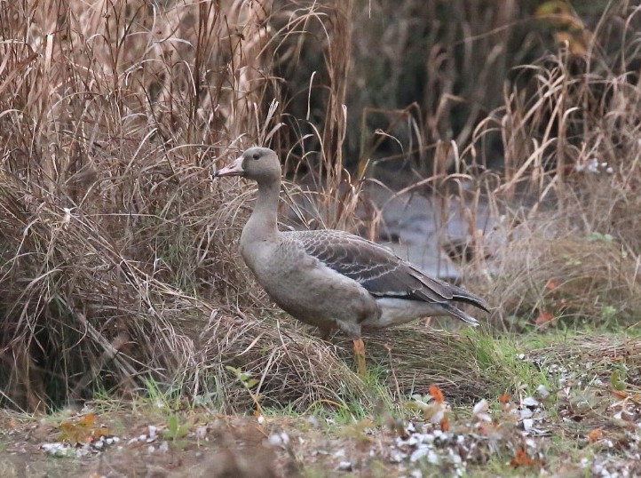 white fronted goose