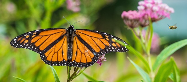 Monarch Butterfly