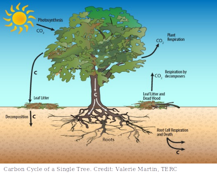 Carbon cycle of a single tree.