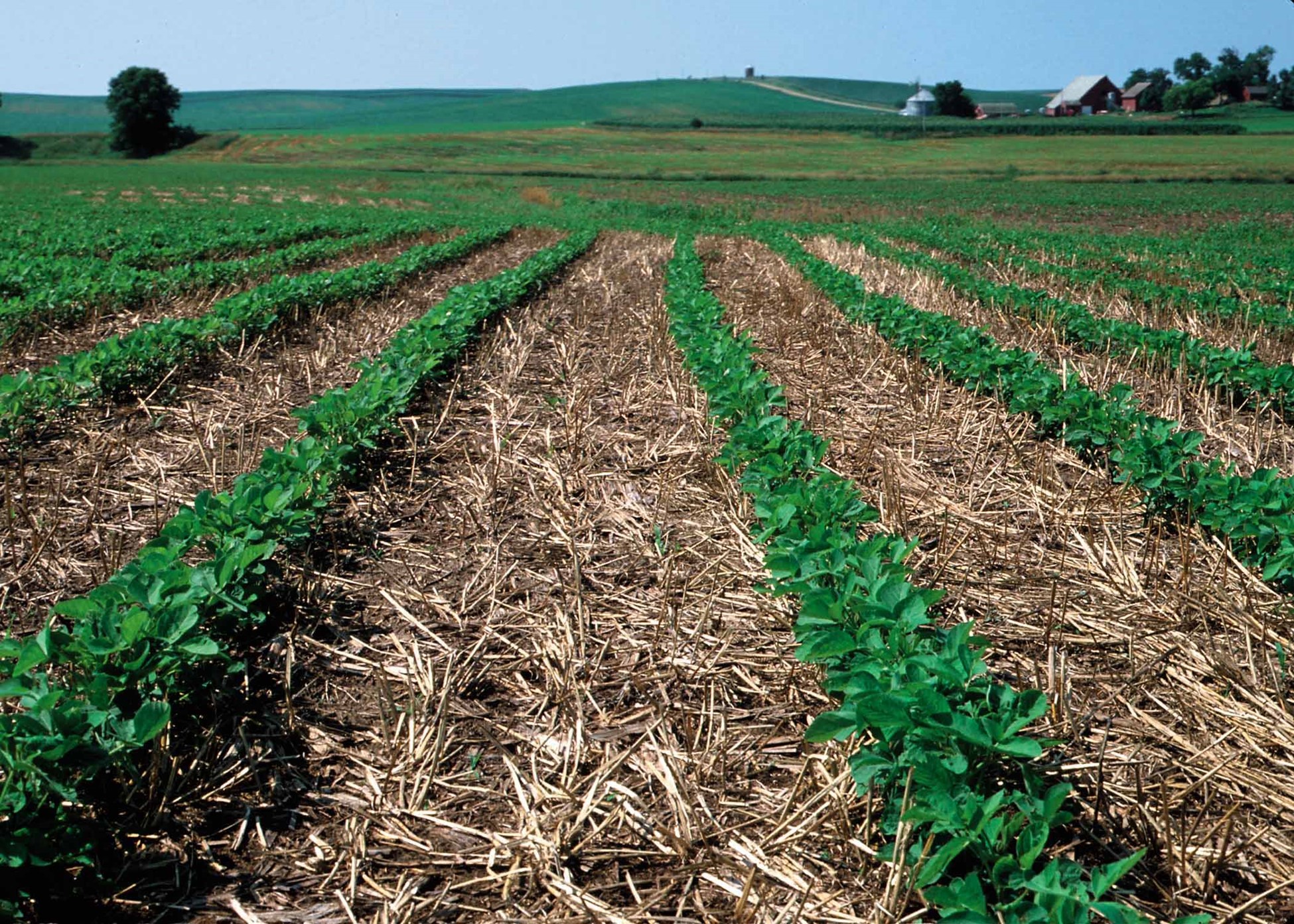 Covered soil in Iowa field