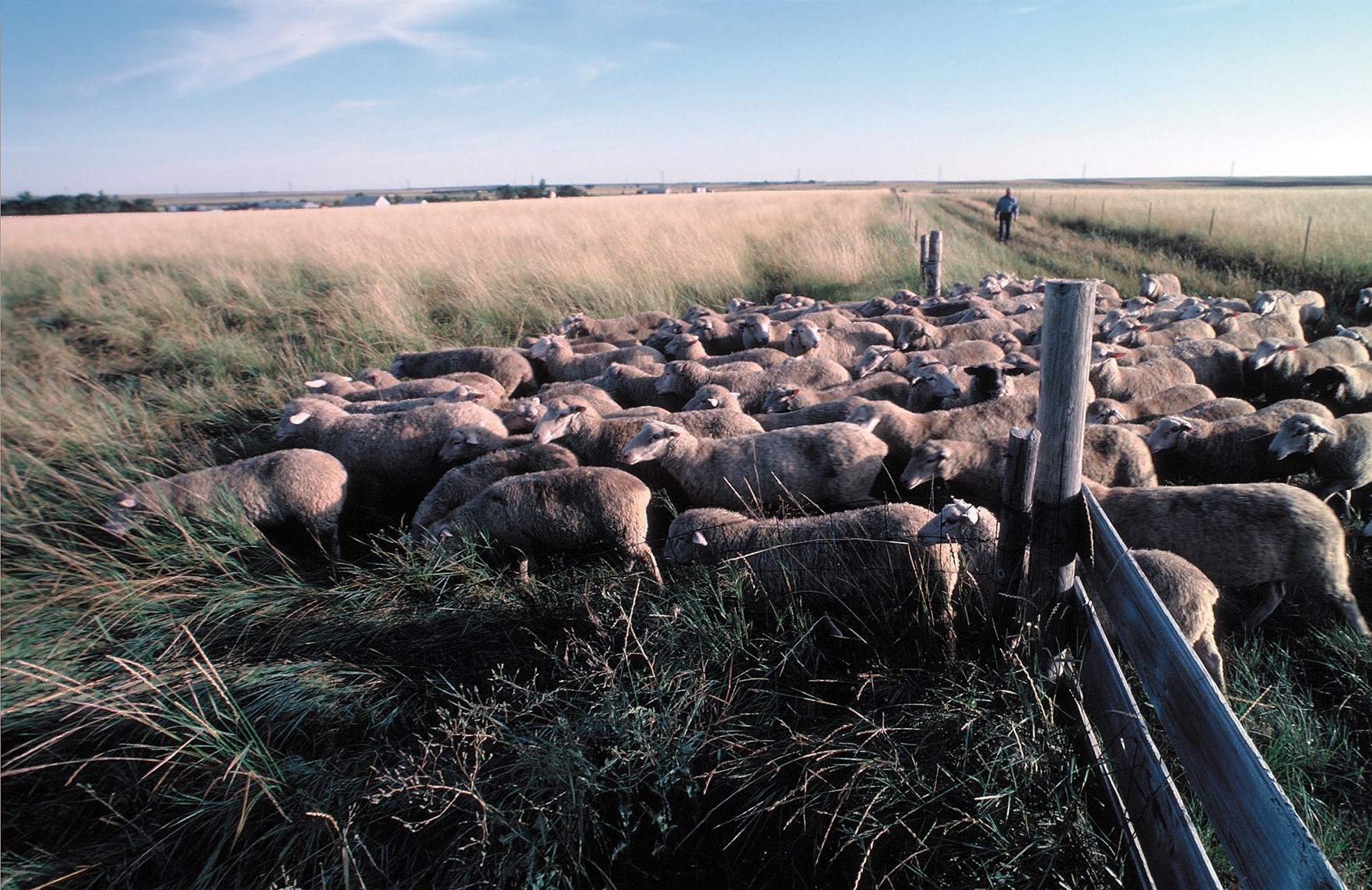 Sheep AMP grazing in South Dakota. USDA, NRCS, Image by Tim McCabe