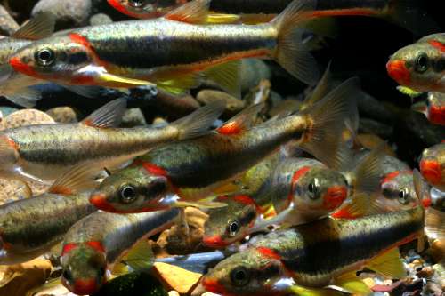 Blackside dace