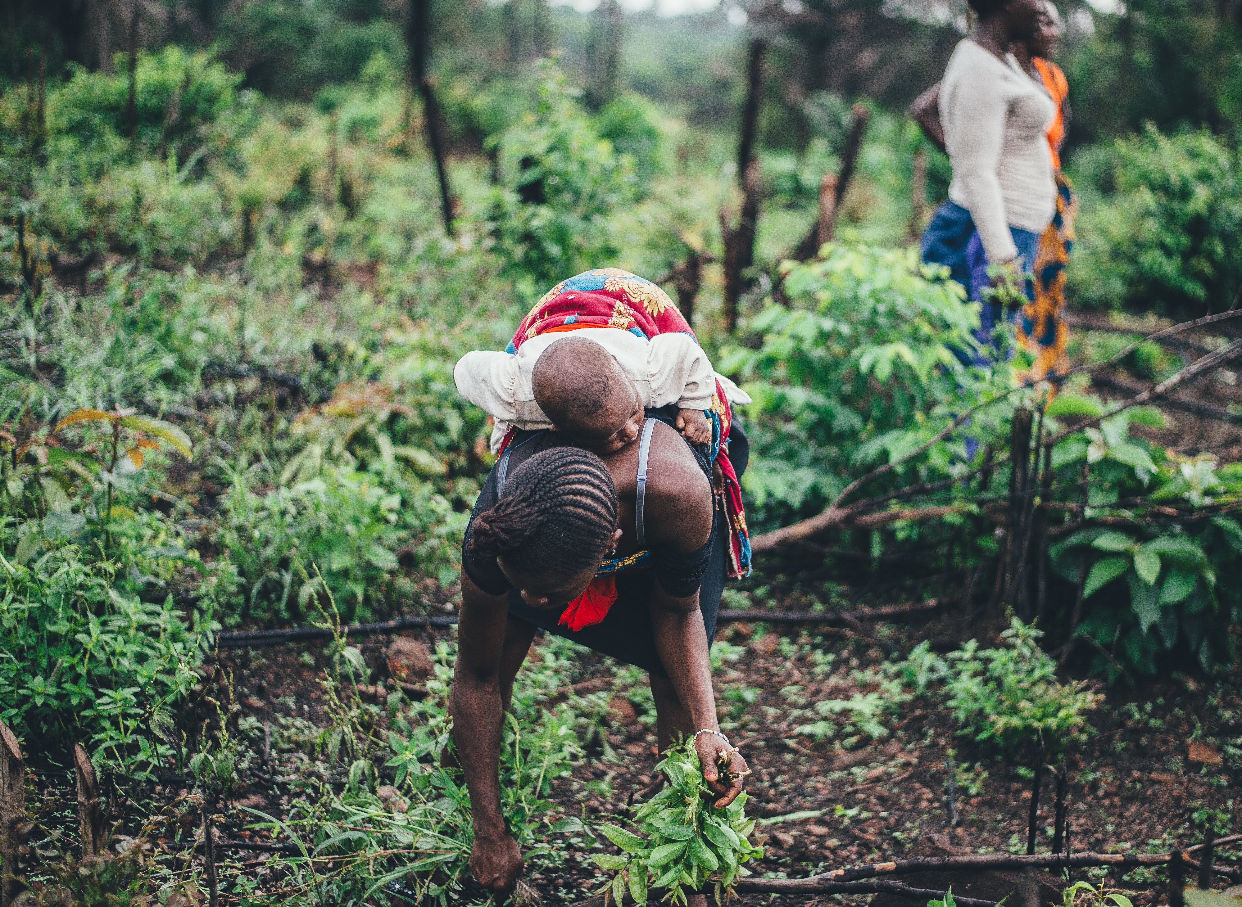 Women farming cassava in Sierra Leone