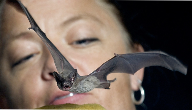 Miami Bat Squad Bat Communication Lab