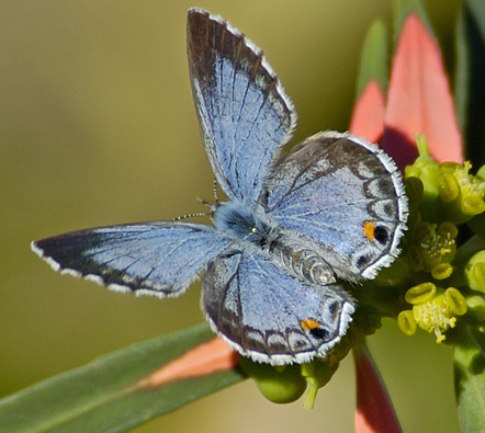 Miami Blue butterfly