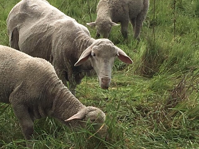 Cuyama sheep