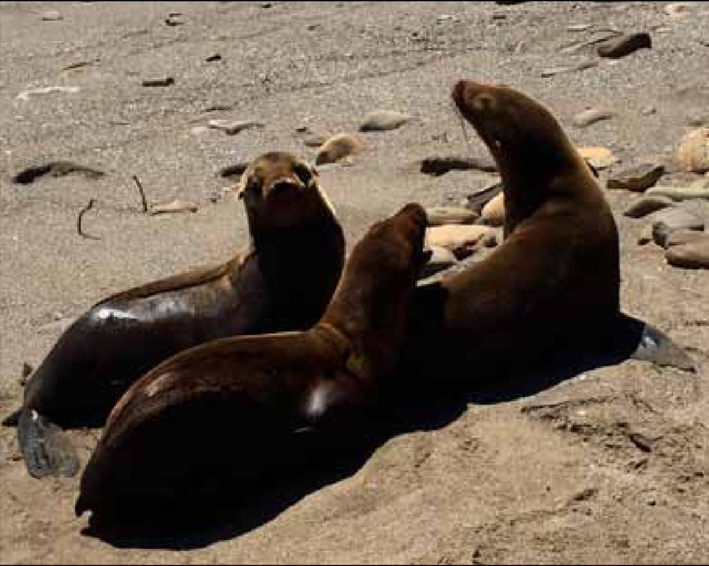 sea lions