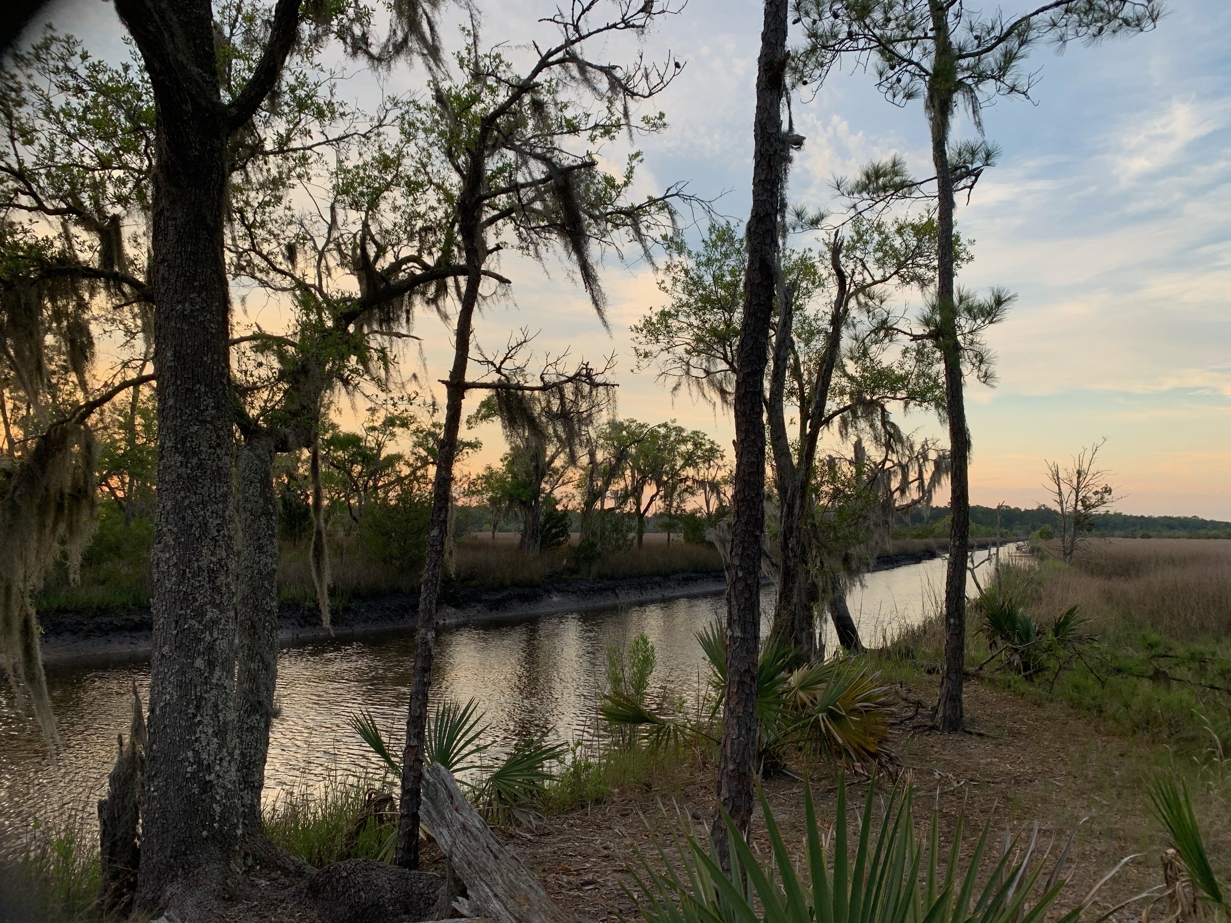 Trees and sunset colors