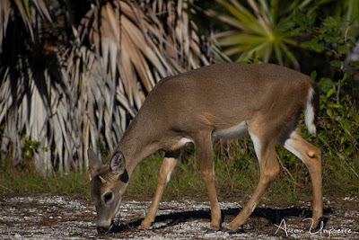 Key deer