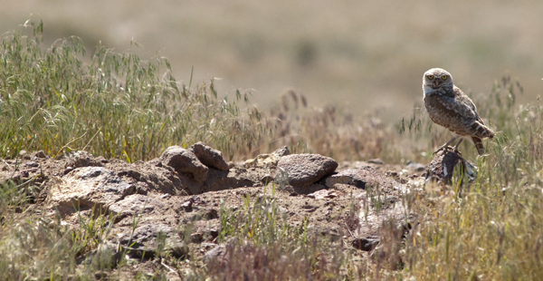 Sheldon Refuge burrowing owl