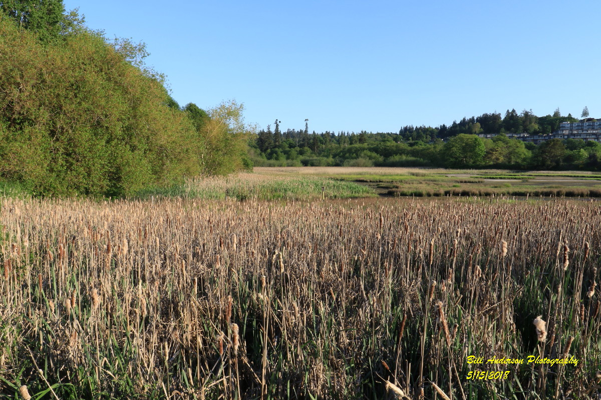 Edmonds Marsh
