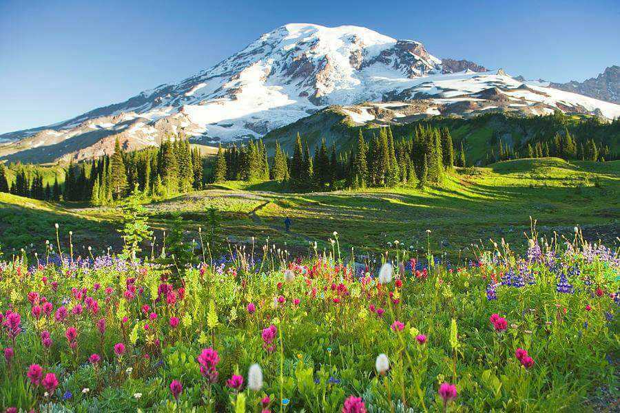 An image of a grassy expanse with wildflowers, with a backdrop of Mount Rainier.