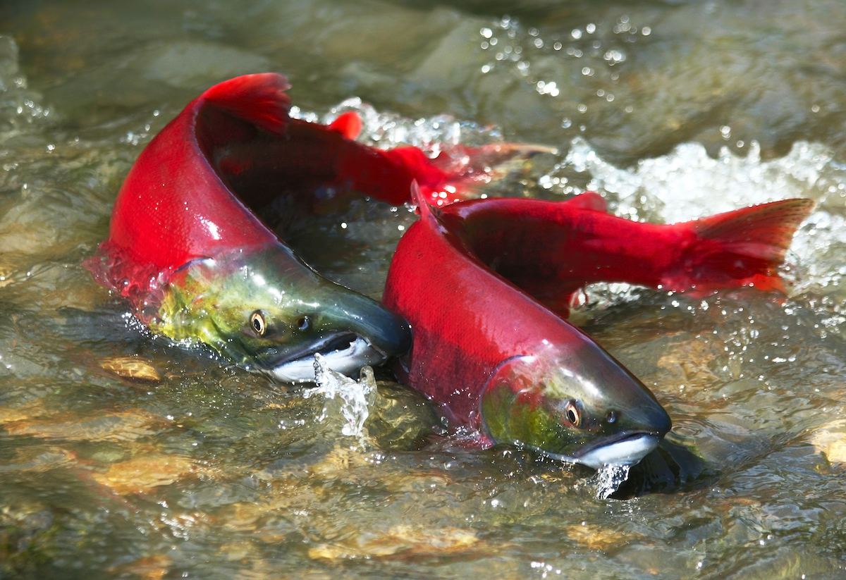 Two Chinook salmon swimming in a river