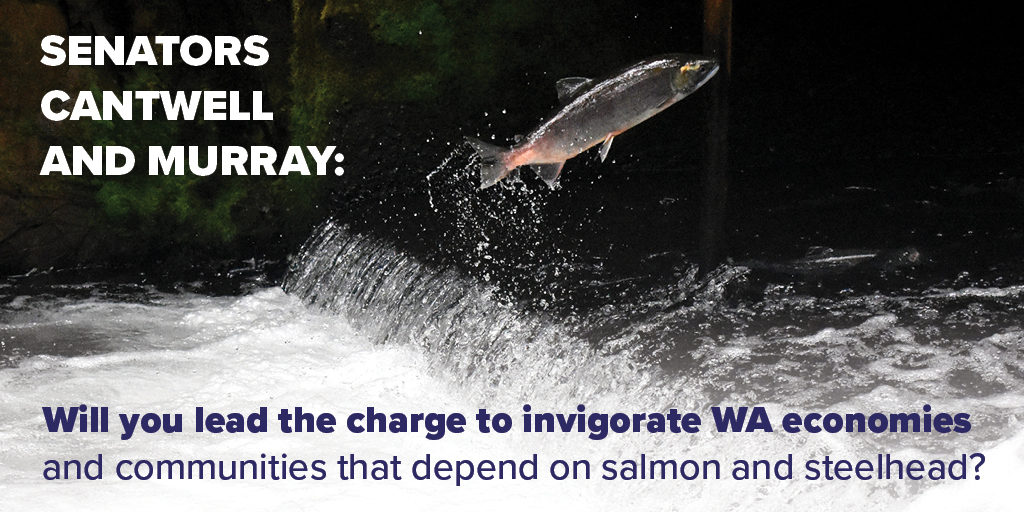 A picture of a salmon swimming upstream. It reads, Senator Cantwell and Murray, Will you lead the charge to invigorate WA economies and communities that depend on salmon and steelhead?
