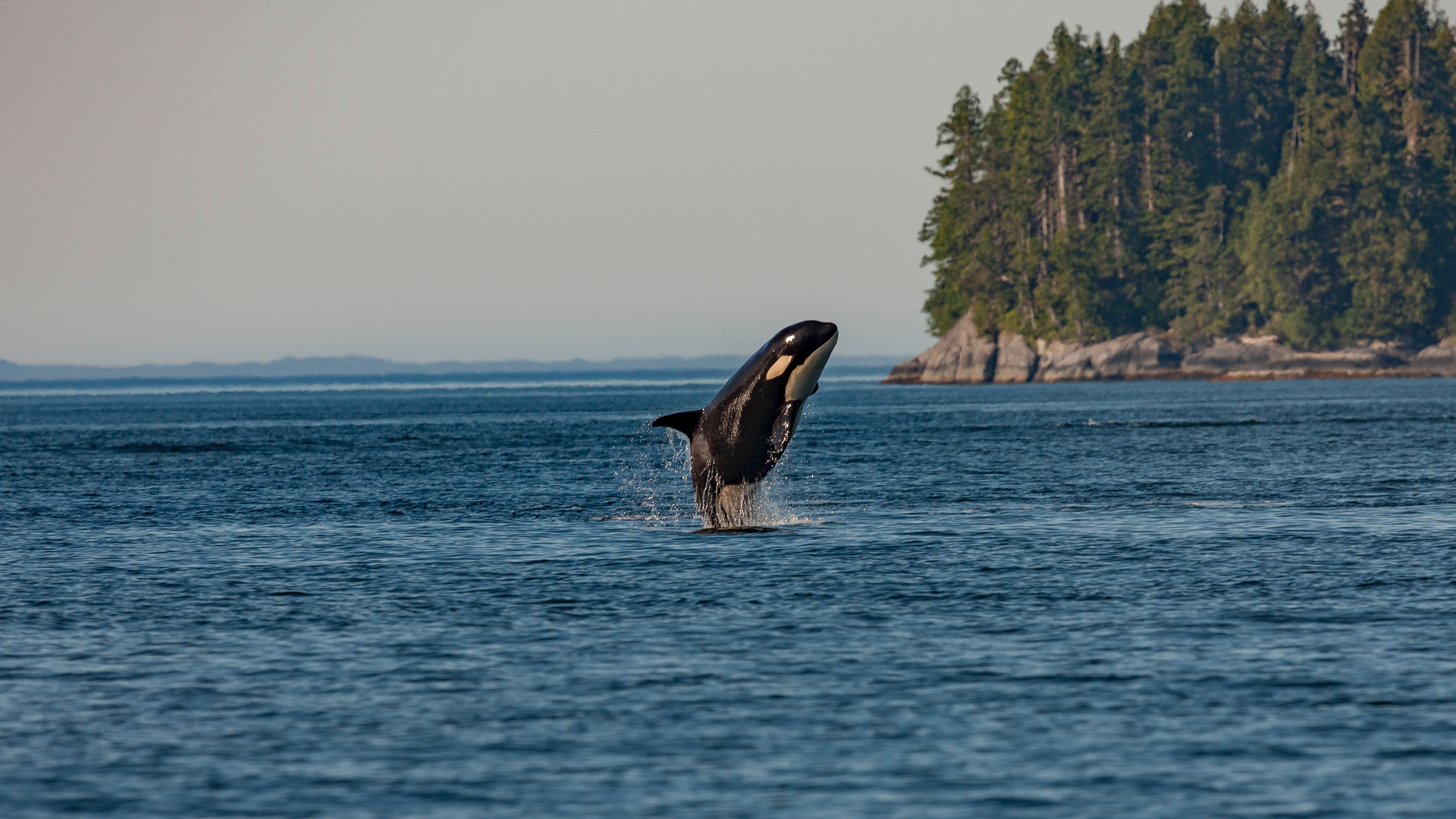 orca