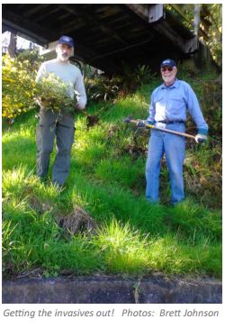 Getting the invasives out!