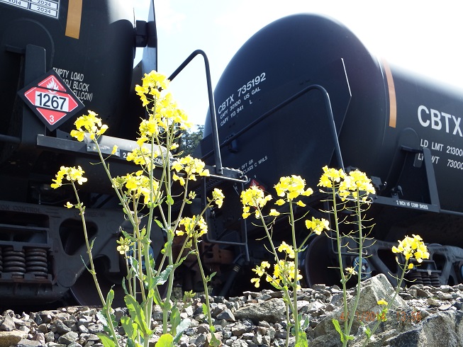 Oil train
