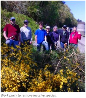 Work party to remove invasive species