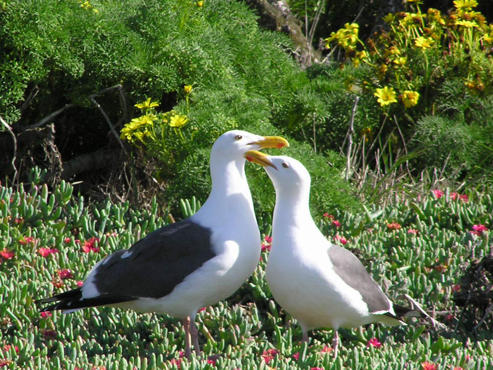 Two seagulls face each other and touch beaks affectionately.