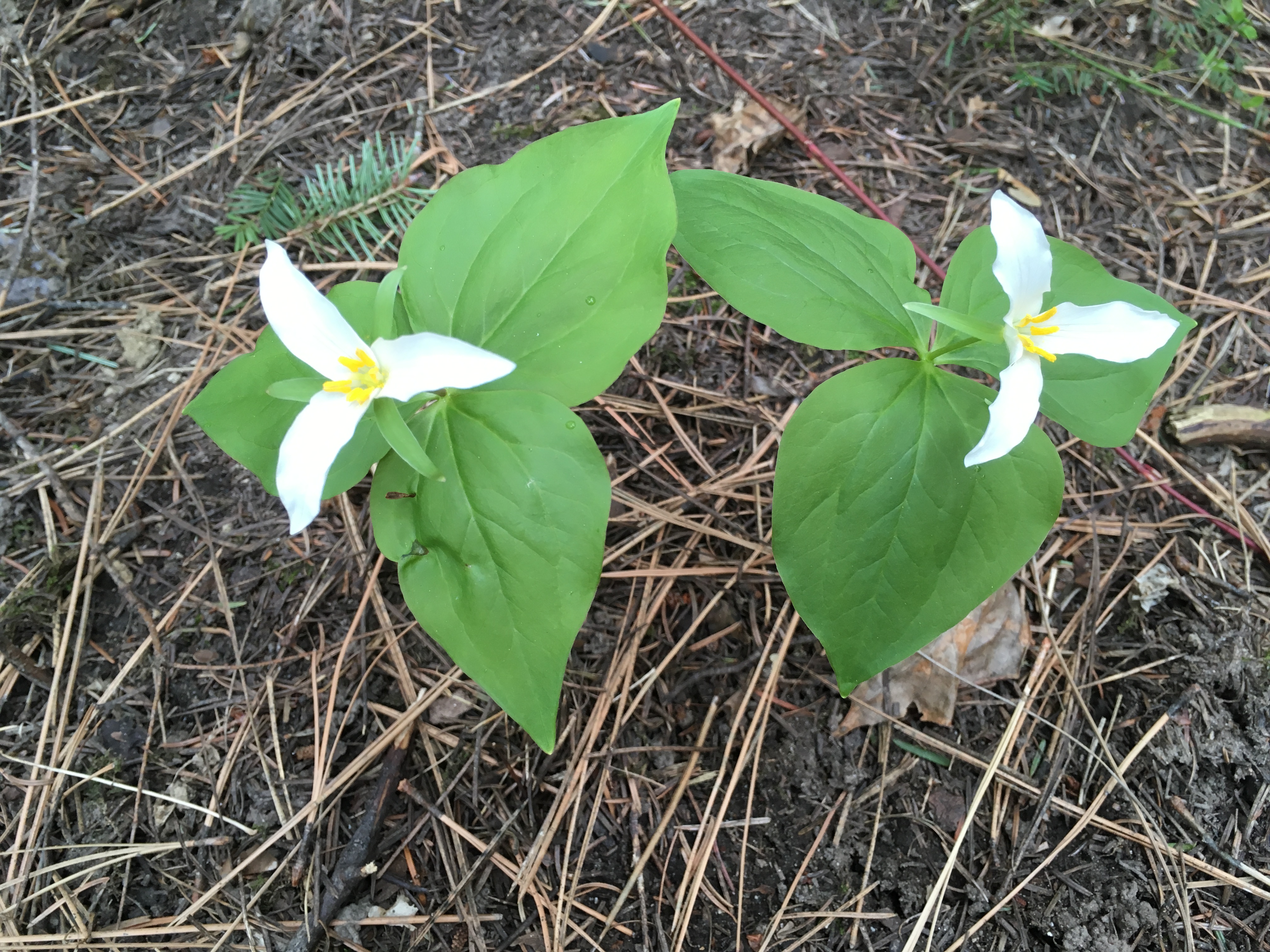 Two white flowers against green leaves on the forest floor.