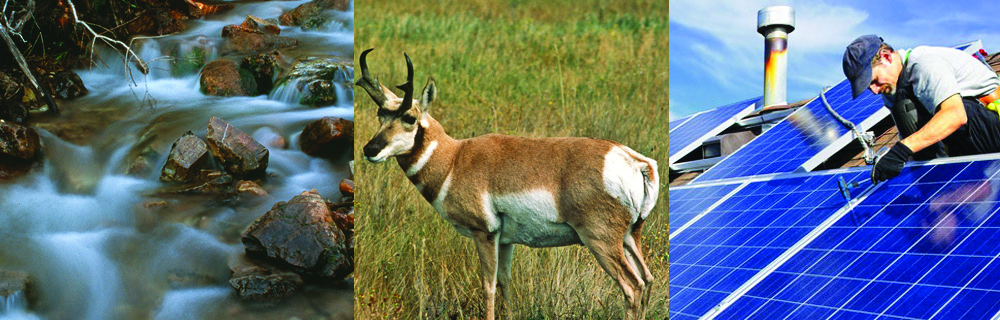 Wildlife image