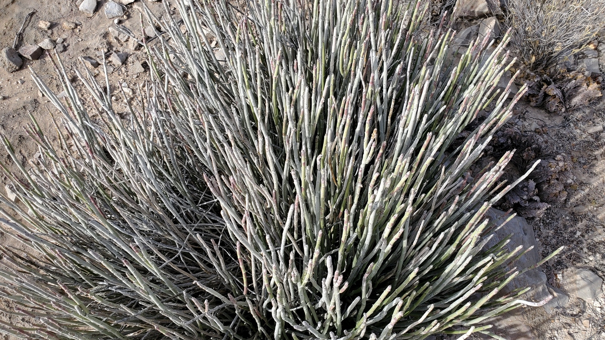 Candelilla PLANT