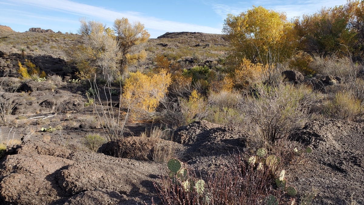 An oasis with tinajas and cottonwoods