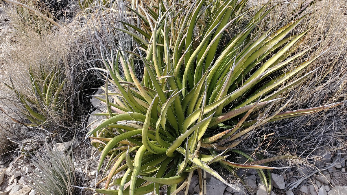 Lechuguilla on the loop route