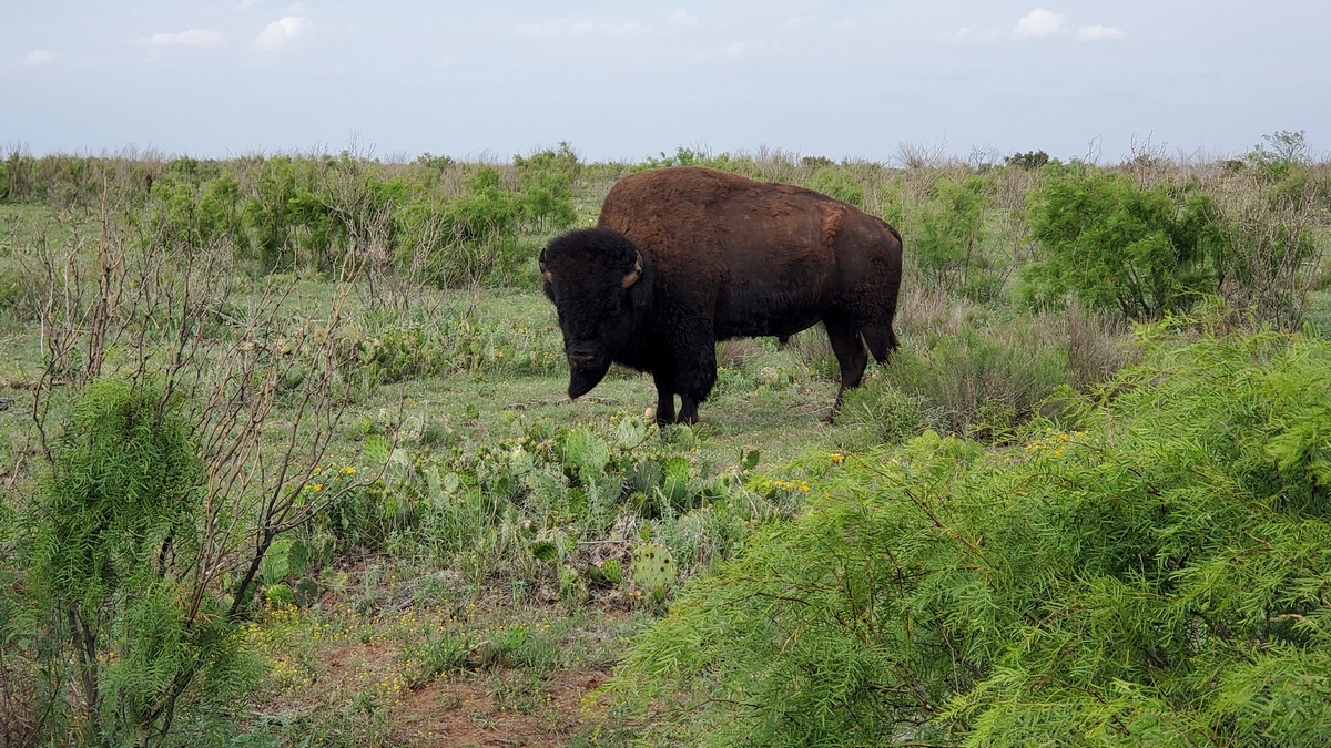 A bison