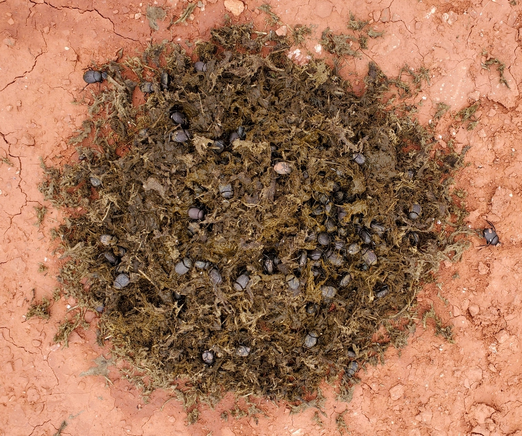 Pile of dung beetles