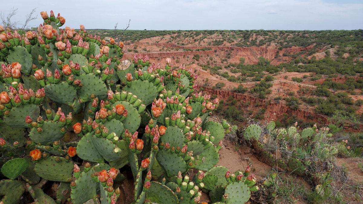 Looking east across a canyon