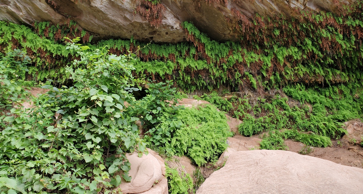 Fern Cave