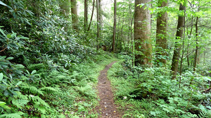 Albright Grove loop trail