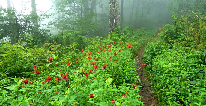 A foggy day on the Appalachian Trail
