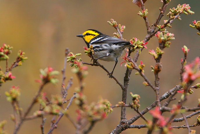Golden-cheeked-warbler