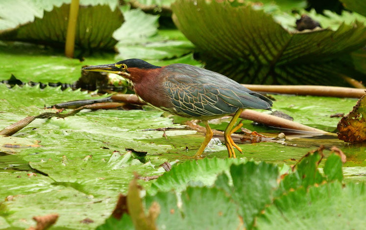 Green Heron