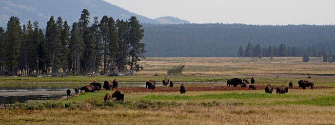 Bison in the Hayden Valley
