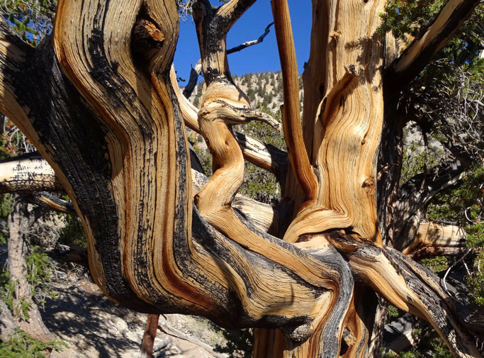 twisted trunk of a Bristlecone pine