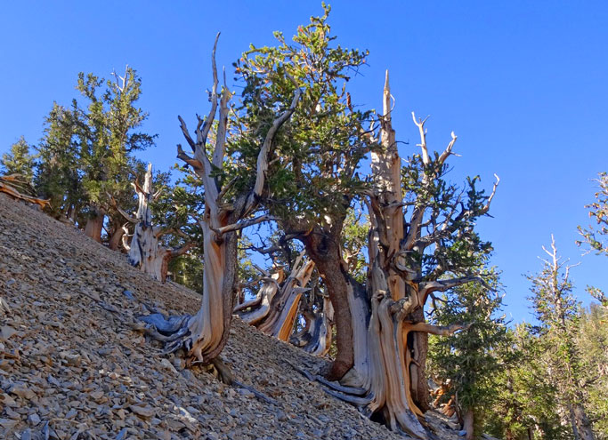 Bristlecone pines along the Methusela Trail