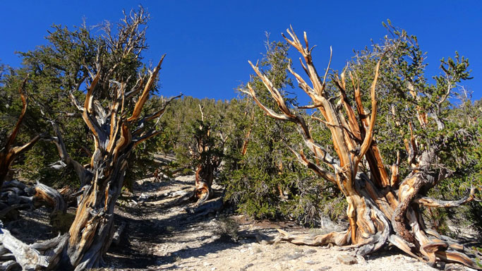 Bristlecone pines on the Methuselah Trail